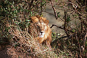 Picture 'KT1_05_29 Lion, Kenya, Masai Mara'